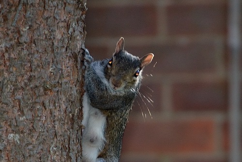squirrel campbell flickr september 7 2015 35